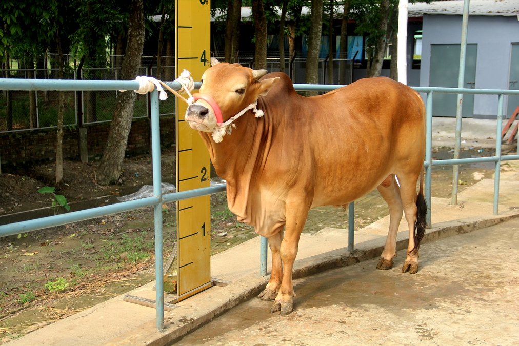 Male - Bull (ষাঁড়)
